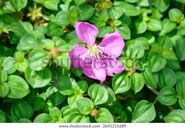 Image result for Dissotis