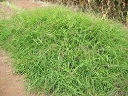 Image result for Panicum trichocladum