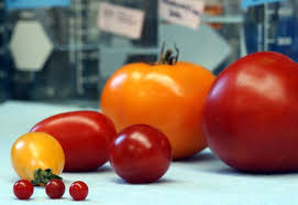 We did not find results for: Growing Tomatoes In The Home Garden Ohioline