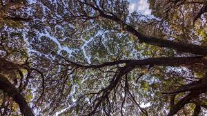 Image result for Newtonia hildebrandtii