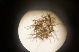 Image result for drop of seawater microscope