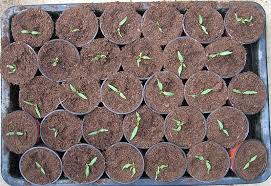 Wenn man tomaten aus samen zieht müssen diese später pikiert werden. Vom Samen Bis Zur Ernte Pikieren Und Umsetzen The Bird S New Nest