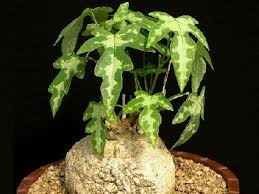 Image result for Adenia