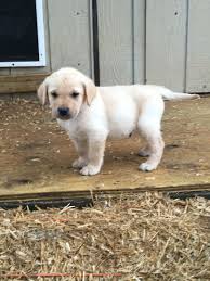 Of course, the right puppy for your needs and personality is going to be important as well. Yellow Male Puppy From Windy Hill Labradors In Lewisburg Tn Puppies Labrador Labrador Retriever