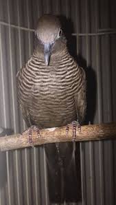 Dengan memelihara burung perkutut, khususnya perkutut lokal dengan katuranggan tertentu diyakini bisa mendatangkan rejeki, menaikkan jabatan, membuat rumah tangga tentram dan untuk meraih. Pancingan Perkutut Cemani Blorok Burung Bangkok Fotografi