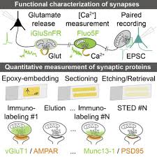 Motorcycle helmet arai classic mod stars camel motorcycle equipment. A High Resolution Method For Quantitative Molecular Analysis Of Functionally Characterized Individual Synapses Sciencedirect