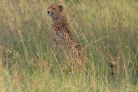 The pair are running circles around each other when a leopard. The Ultimate Luxury Tanzania Safari With Skysafari By Elewana Luxe Adventure Traveler