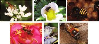 Maybe you would like to learn more about one of these? Some Species Of Stingless Bees In Brazil A Tetragonisca Angustula Download Scientific Diagram