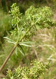 Image result for Galium chloroionanthum