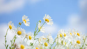 A list of perennial flowers that bloom all summer (with pictures) flowering plants can brighten up your yard during the hot summer days. Colorful Blue White Flowers Flowers Plants Hd Wallpaper Wallpaperbetter