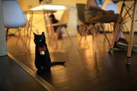 1,000+ Cat Café Stock Photos, Pictures & Royalty-Free Images