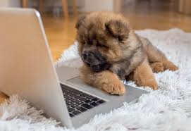 Petsclassifieds.net provide free online pets classifieds ads. 12 Places To Find Chow Chow Puppies For Sale Best To Worst
