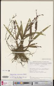 Image result for Polystachya adansoniae