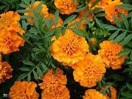 Oeillets Et Roses D Inde Tagetes Jardin Ecologique Oeillets Jardins
