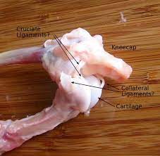 The average inner bone diameter for the samples was 10.57mm. Dissecting A Chicken Leg