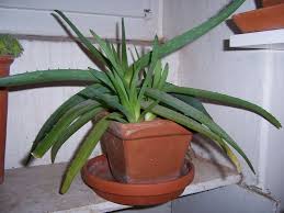 Was Bin Ich Aloe Vera Pflanzenbestimmung Pflanzensuche Green24 Hilfe Pflege Bilder