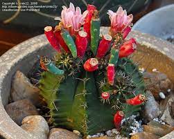 To do this, fold a sheet of paper in half, pour the seeds into the fold and lightly tap the paper slightly tilted towards the ground and pour the seeds evenly over the soil surface. Seed Pods Full Size Picture Of Gymnocalycium Gymnocalycium Stenopleurum Cactus Seeds Succulent Gardening Cacti And Succulents