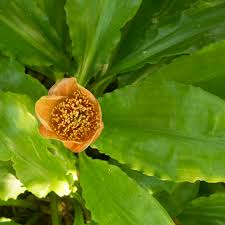 Image result for Scadoxus membranaceus