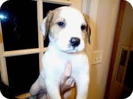 Current matches filter results (102). Donner Adopted Puppy Manchester Nh American Bulldog Great Pyrenees Mix American Bulldog American Bulldog Mix Bulldog