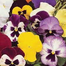 Pansy Large Flowered Promise Mix F1 40 Seeds Pansies Seeds Flowers