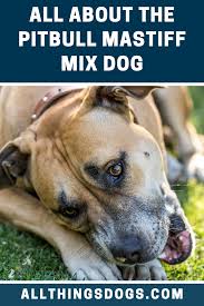 Pitbull Mastiff Mix Dog In 2020 Mastiff Mix Pitbull Mastiff Mix Pitbull Mastiff