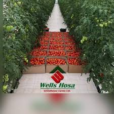 Truly, when the news later came that captain had departed, i knew that my brother, friend, and confidant captain hosa wells okunbo had entered the cockpit again to fly, but this time, to heaven. Wells Hosa Author At Wells Hosa Greenhouse Farmswells Hosa Greenhouse Farms