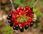 Image result for Ochna natalitia