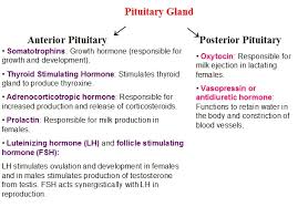 Draw The Flowchart On The Function Of The Pituitary Gland