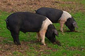Wessex Saddleback Pigs For Sale Creative Textures Nz New Plymouth Taranaki Pig Breeds Berkshire Pigs Pig