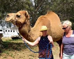 Image result for camel
