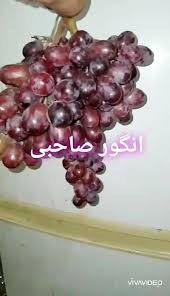 نهال انگور صاحبی،در آرال نهال میاندوآب 09143812014 برجعلی خوش منش...09142711245