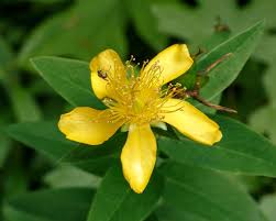 Image result for Hypericum
