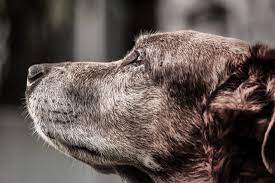 Brain tumors in dogs, so i've been told, are one of those health problems in older dogs that aren't that uncommon. What Is The Life Expectancy Of Dogs With A Brain Tumor Canna Pet