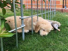 Der Welpenkopf Passt Durch Den Zaun Einfache Bestellung Gute Beratung Exakte Lieferung Sehr Gute Qualitat Und Sehr Einfach Zu Verarbe Hundezaun Welpen Zaun