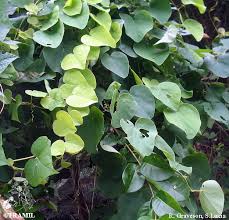 Image result for Cissampelos