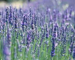 Pin By Clovers Garden On Clover S Local Gardening Favorites French Lavender Plant Lavender Plant Plants