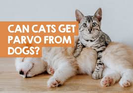 Can dogs get parvo twice? Can Cats Get Parvo From Dogs Contagious Research Results