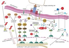 Use the fast search and advanced cloud editor to produce a precise dol owcp form 1032. Immunosuppression For In Vivo Research State Of The Art Protocols And Experimental Approaches Cellular Molecular Immunology