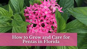 Image result for Pentas