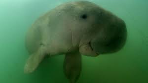 Her royal highness princess sirivannavari nariratana rajakanya has named a baby dugong found washed ashore at bo muang beach in krabi on july 1, jamil. Baby Dugong Marium Dies Due To Plastic Waste In Its Stomach Cnn