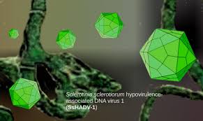 Image result for Gnidia virescens