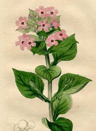 Image result for Teedia lucida