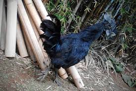 Maybe you would like to learn more about one of these? Ayam Cemani Si Hitam Bertelur Putih Halaman 1 Kompasiana Com