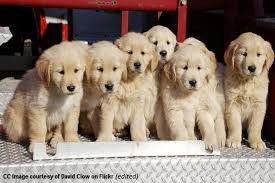 Bedtime Math Golden Retriever Golden Retriever Kitten Retriever