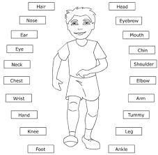 Semoga bisa menjadi bahan belajar untuk menambah wawasan dan latihan. Terbaik Soal Part Of Body Kelas 4 Sd Paling Baru