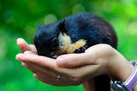 It is found in forests from northern bangladesh, northeast india, eastern nepal, bhutan, southern china, myanmar, laos, thailand, malaysia, cambodia, vietnam, and western indonesia (java, sumatra, bali and nearby small islands). For Future Generation Black Giant Squirrel Giant Squirrel Squirrel
