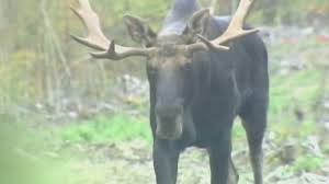 Allagash guide service is located in the northwestern corner of maine along the quebec border. How To Apply For The 2021 Maine Moose Hunt Lottery Newscentermaine Com