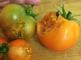 Always, avoid unripe and cherry tomatoes because they are toxic and cause gastrointestinal upset to your cats. Ok Tomato Gurus