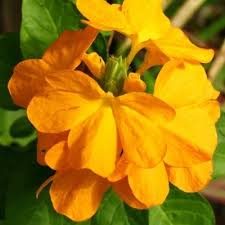 Image result for Crossandra