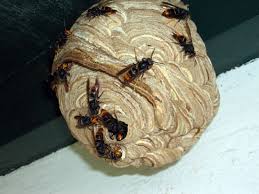 Check spelling or type a new query. Le Frelon Asiatique Danger Pour L Homme